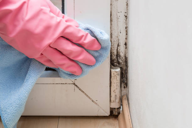 Best Mold Removal and Inspection  in Reidland, KY